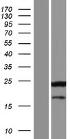 CRYZ Human Over-expression Lysate