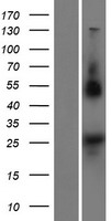 NOTO Human Over-expression Lysate