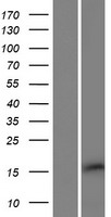 C3orf55 (PQLC2L) Human Over-expression Lysate