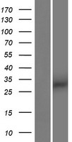 ARIH2OS Human Over-expression Lysate