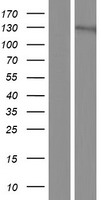 Centaurin gamma 1 (AGAP2) Human Over-expression Lysate