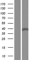 PCMTD2 Human Over-expression Lysate