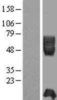 ICAM2 Human Over-expression Lysate