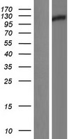 GLDC Human Over-expression Lysate