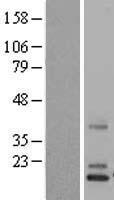 NDP Human Over-expression Lysate