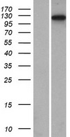 RAG1 Human Over-expression Lysate