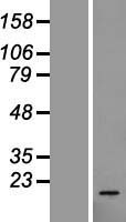 RPL23 Human Over-expression Lysate