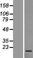 RPL27 Human Over-expression Lysate