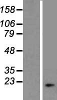 HCG3 (DNAJB3) Human Over-expression Lysate