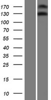 NOMO3 Human Over-expression Lysate
