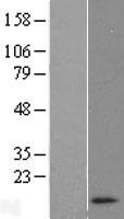 RNASEK Human Over-expression Lysate