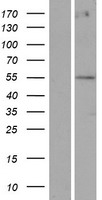 POTEA Human Over-expression Lysate
