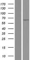 POTEG Human Over-expression Lysate
