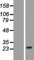 COP (CARD16) Human Over-expression Lysate