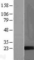 PAEP Human Over-expression Lysate