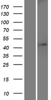 WDR21B (DCAF4L1) Human Over-expression Lysate
