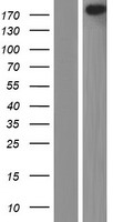 l Afadin (AFDN) Human Over-expression Lysate