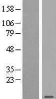 SNHG32 Human Over-expression Lysate