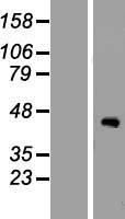 ZCWPW2 Human Over-expression Lysate