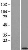 CCDC56 (COA3) Human Over-expression Lysate