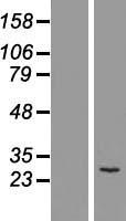 MTHFD2 Human Over-expression Lysate