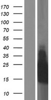 TMEM213 Human Over-expression Lysate