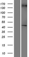 RGP1 Human Over-expression Lysate
