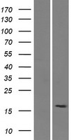 SMIM15 Human Over-expression Lysate