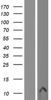 DEFB107B Human Over-expression Lysate