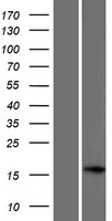 C17orf98 Human Over-expression Lysate