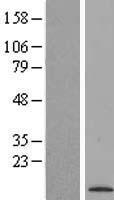 MZT1 Human Over-expression Lysate