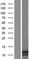 HIG2 (HILPDA) Human Over-expression Lysate