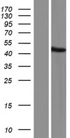 GTF2H2C Human Over-expression Lysate
