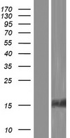 TIP30 (HTATIP2) Human Over-expression Lysate
