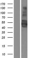 SynCAM (CADM1) Human Over-expression Lysate