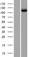 SGSM2 Human Over-expression Lysate