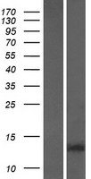 GAGE2B Human Over-expression Lysate