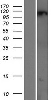 ZNF295 (ZBTB21) Human Over-expression Lysate