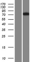 FBXL19 Human Over-expression Lysate