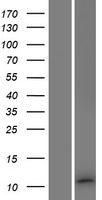 RBIS Human Over-expression Lysate
