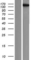 KIF4B Human Over-expression Lysate