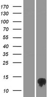 TMEM170B Human Over-expression Lysate