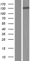 ABL2 Human Over-expression Lysate