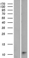 MIR205HG Human Over-expression Lysate