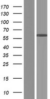 CCDC64B (BICDL2) Human Over-expression Lysate