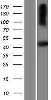 SH2D5 Human Over-expression Lysate
