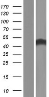 PNMA8A Human Over-expression Lysate
