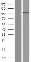 ACTN2 Human Over-expression Lysate
