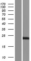 PSMA4 Human Over-expression Lysate