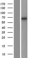 DGLUCY Human Over-expression Lysate